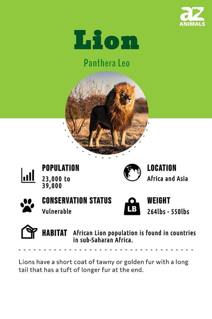 Lion, Characteristics, Habitat, & Facts