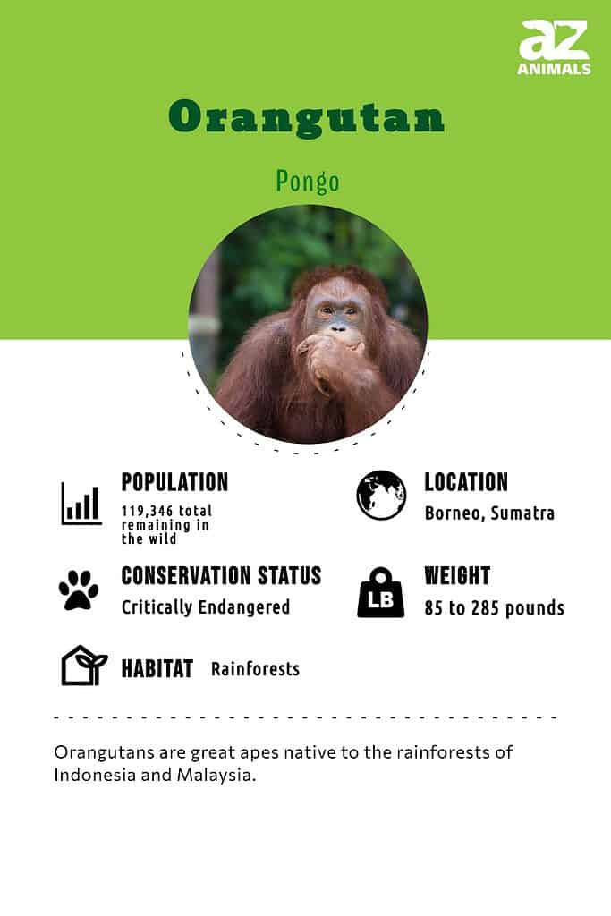 Orangutan infographic