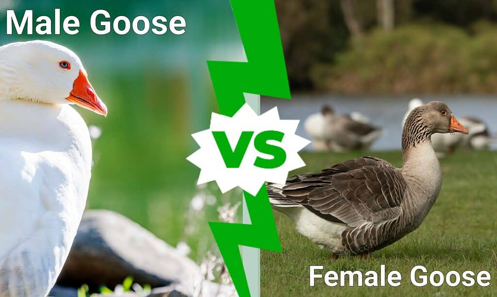 Male Goose vs. Female Goose