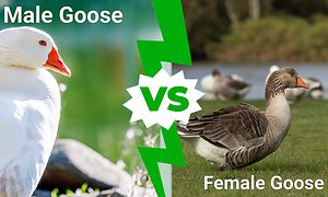 Male vs. Female Goose Picture