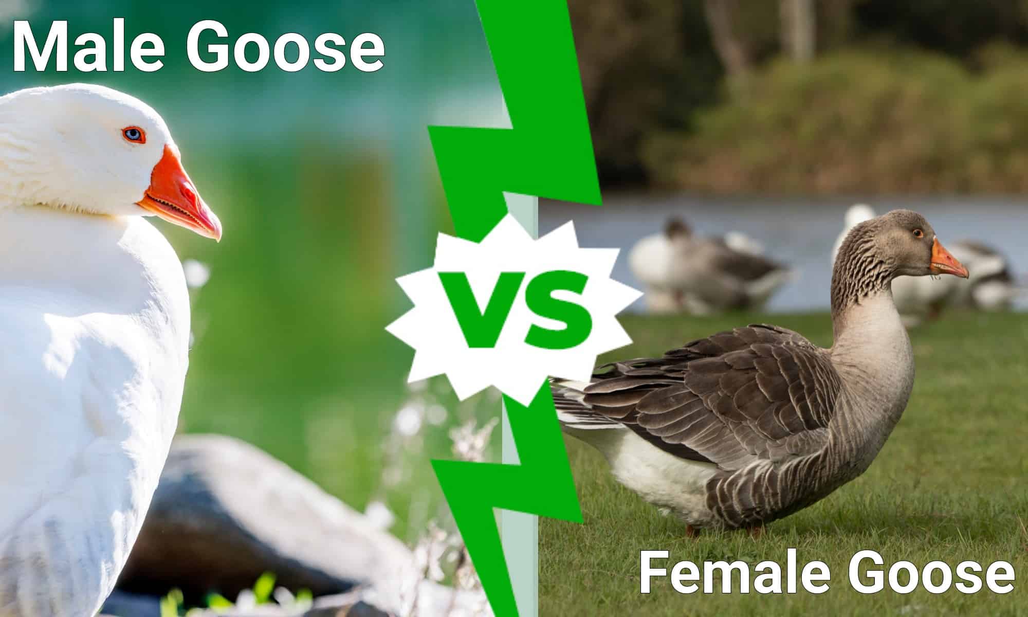 Male Goose vs. Female Goose