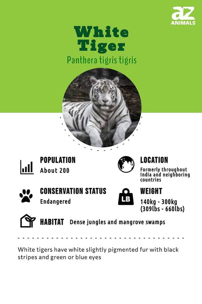 Information and Facts about Tigers, Habitat,Populations and Locations and  Scientific Names.