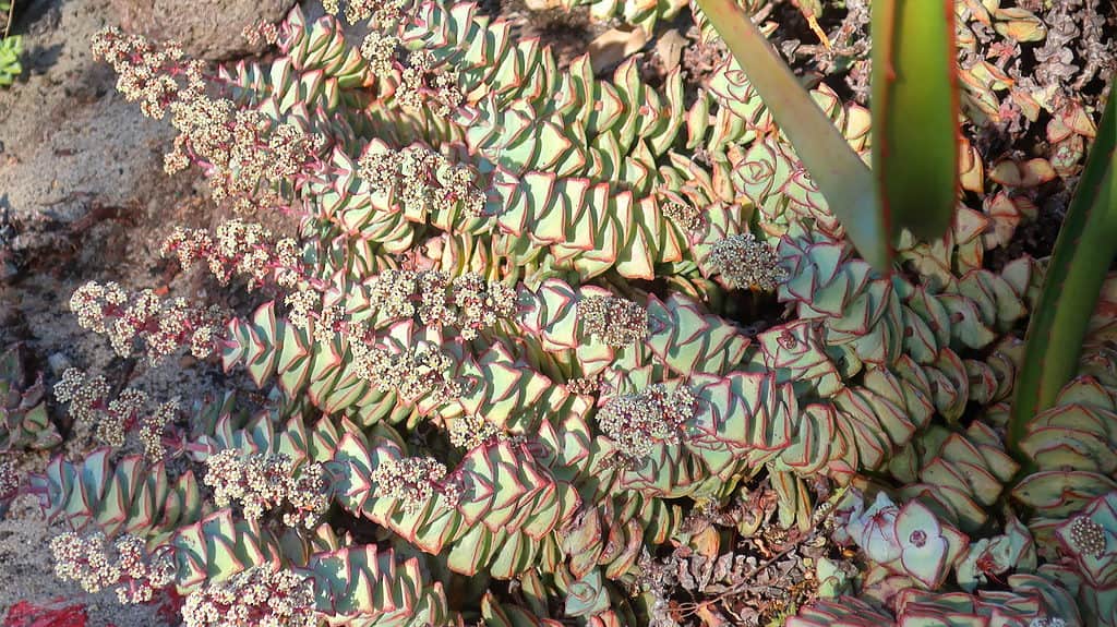 Crassula perforata, string of buttons becomes vibrant with sun
