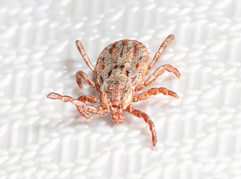 Pacific Coast Tick - Dermacentor occidentalis