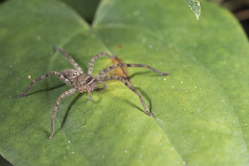 Cane spiders are common in agricultural settings