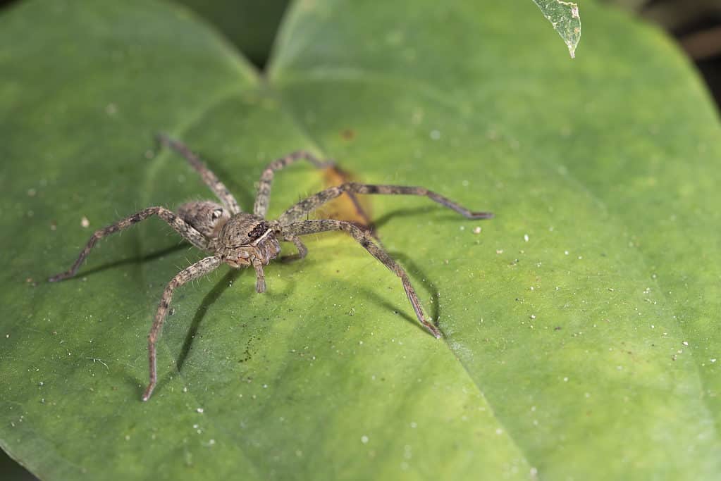 Three species of extremely primitive spider discovered in China