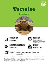 Tortoise - A-Z Animals