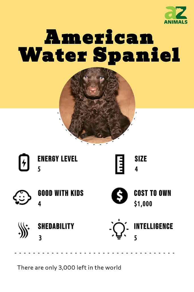 American Water Spaniel infographic