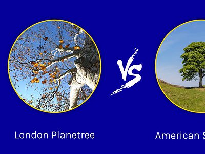 A London Planetree vs. Sycamore: What Is the Difference?