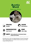 Arctic Wolf Animal Facts | Canus Lupus Arcticus - AZ Animals