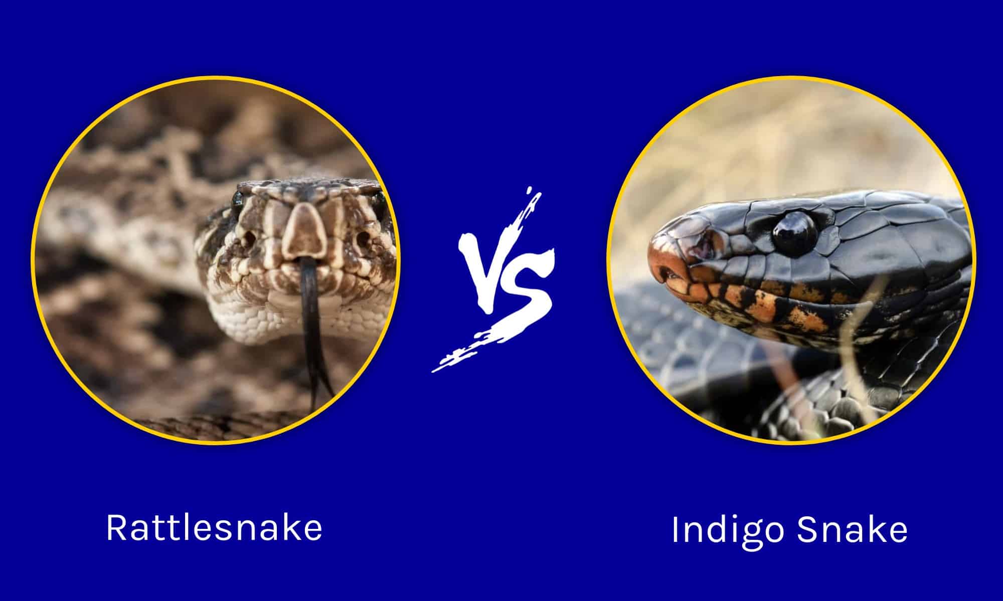 Florida Showdown: Who Emerges Victorious In A Rattlesnake Vs Indigo ...