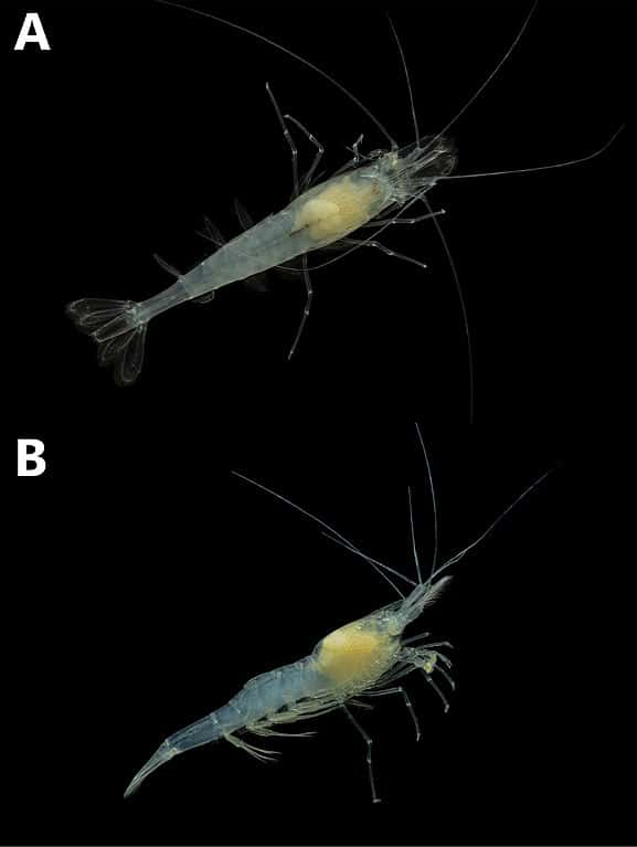 Palaemonias alabamae