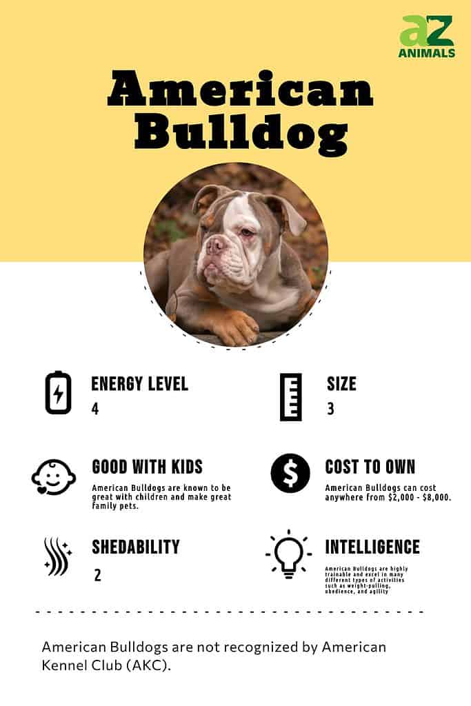 American bulldog food best sale