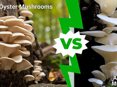 A Oyster Mushrooms vs. Angel Wing Mushrooms
