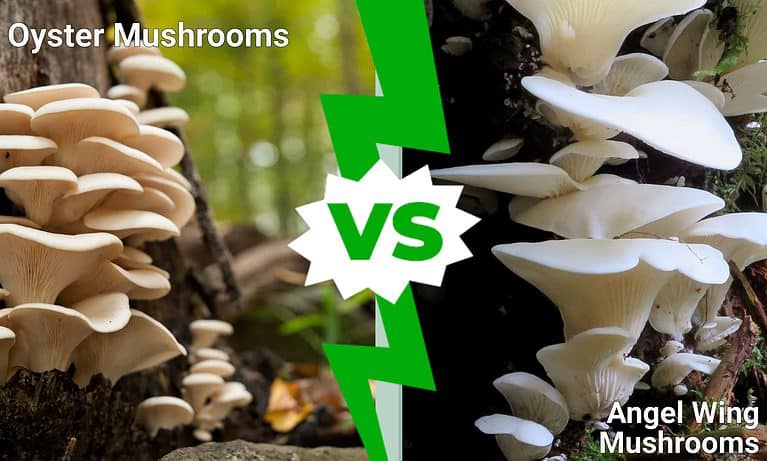 Oyster Mushrooms vs. Angel Wing Mushrooms