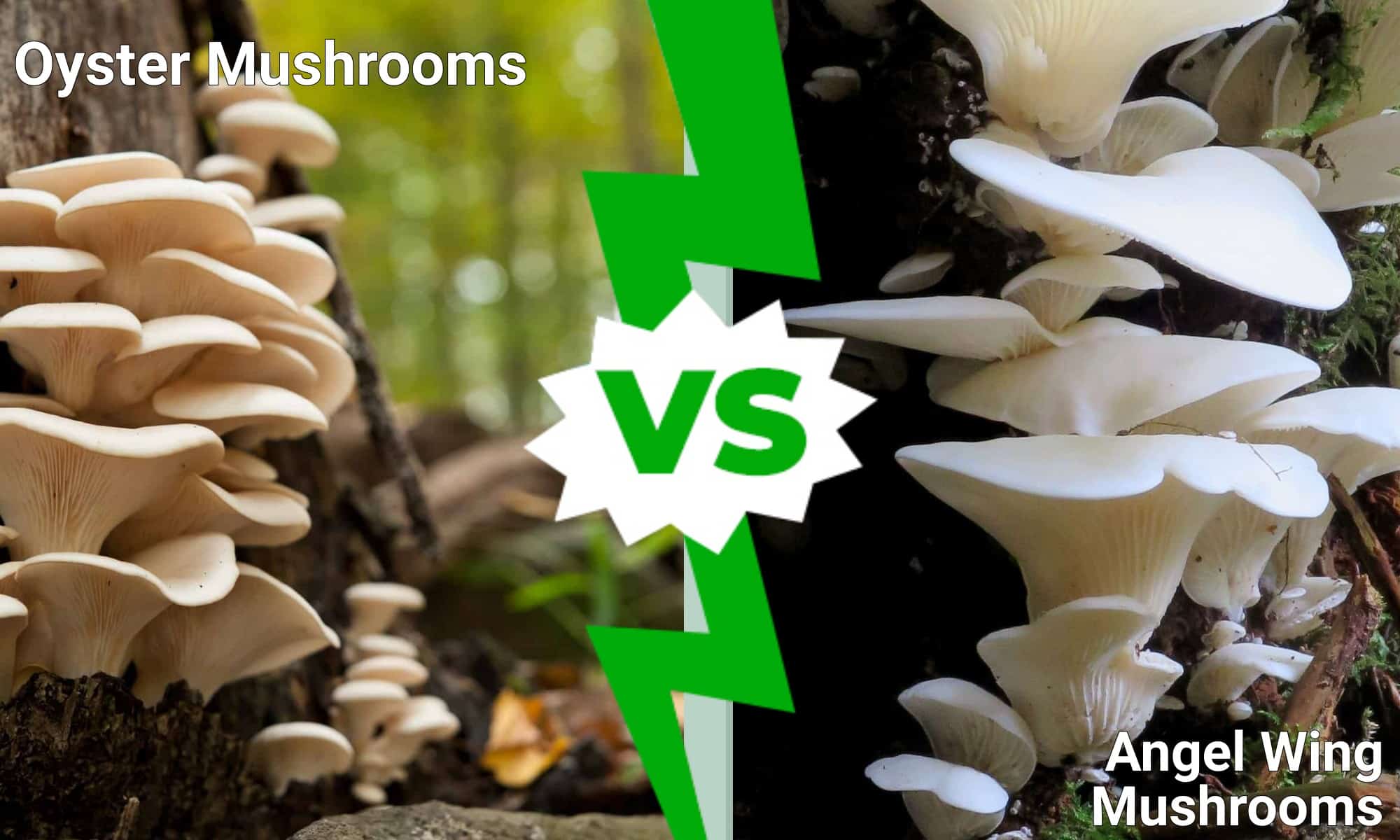 Oyster Mushrooms vs. Angel Wing Mushrooms