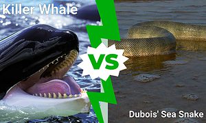 Epic Battles: Killer Whale vs. the Most Venomous Sea Snake Picture