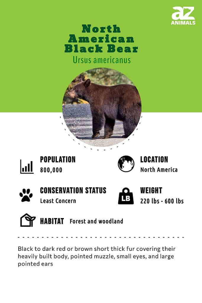 North American Black Bear Animal Facts