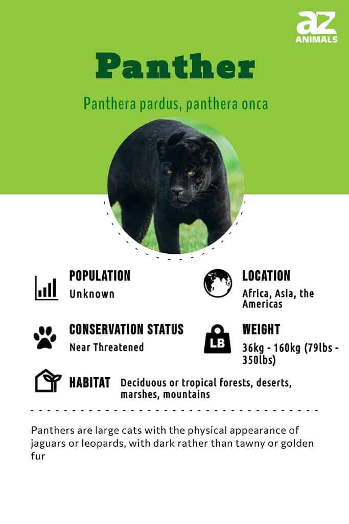 Panther Animal Facts  Panthera pardus, Panthera onca - A-Z Animals