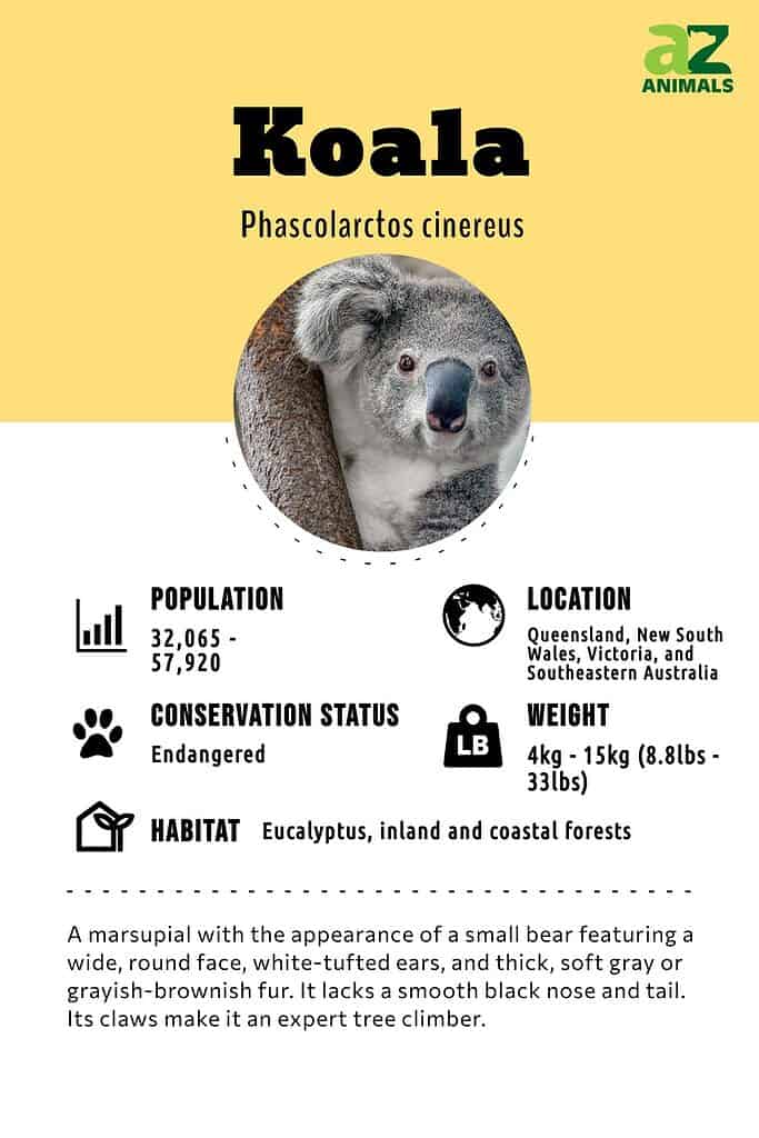 Koala Animal Facts | Phascolarctos cinereus - AZ Animals
