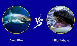 Epic Battles: The Largest Great White Ever vs. A Killer Whale Picture