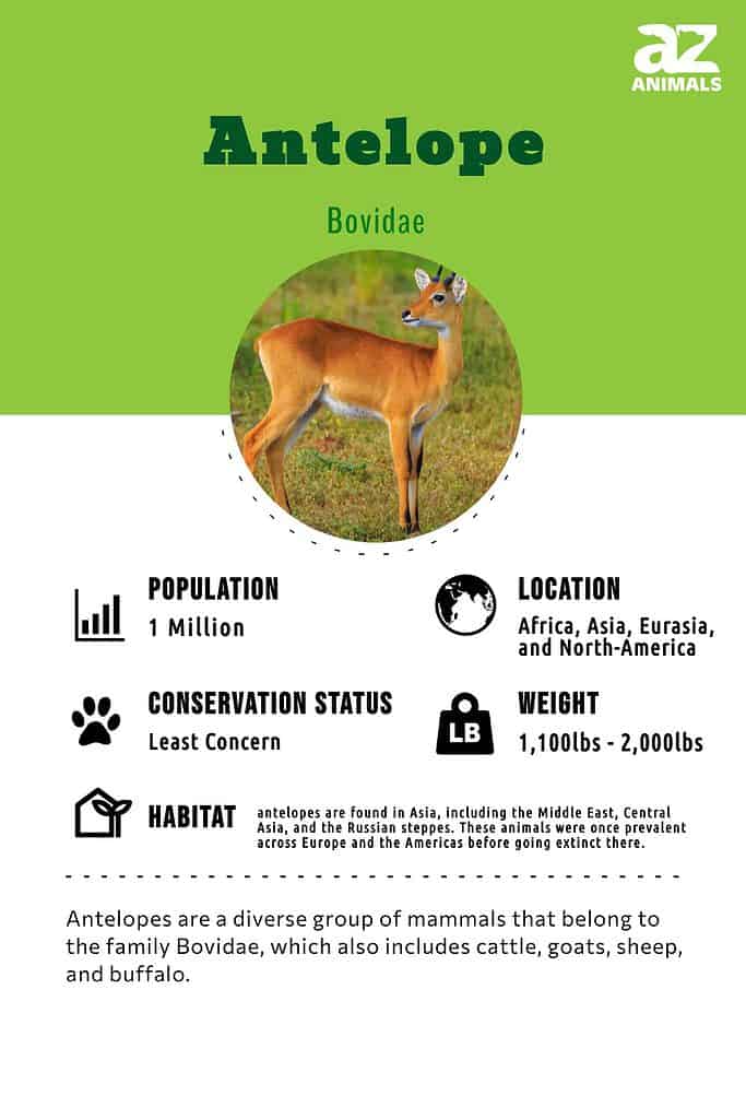 Goat antelope, Habitat, Diet & Adaptations