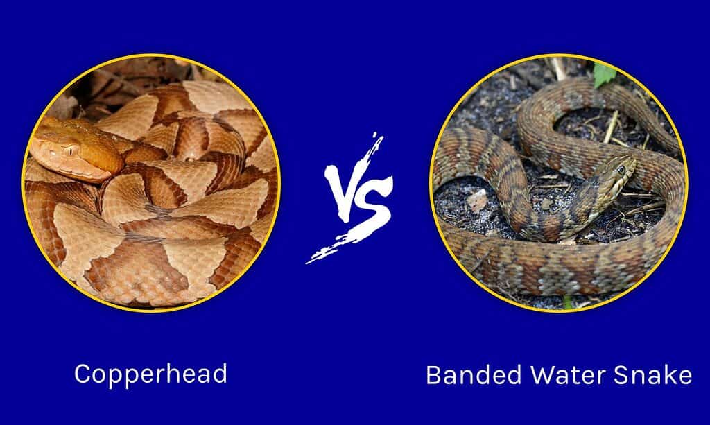 Copperhead snake vs. Banded water snake