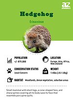 Hedgehog Animal Facts - A-Z Animals
