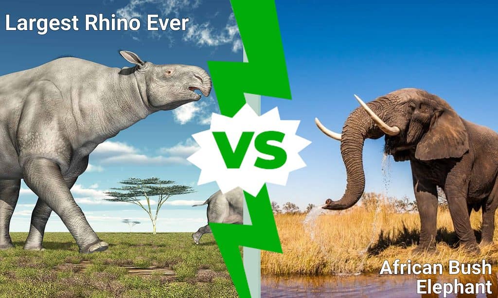 Largest Rhino Ever vs. African Bush Elephant