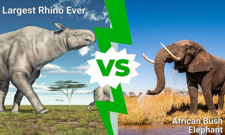 Largest Rhino Ever vs. African Bush Elephant