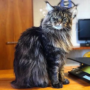 Meet Barivel: The World's Biggest House Cat - A-Z Animals