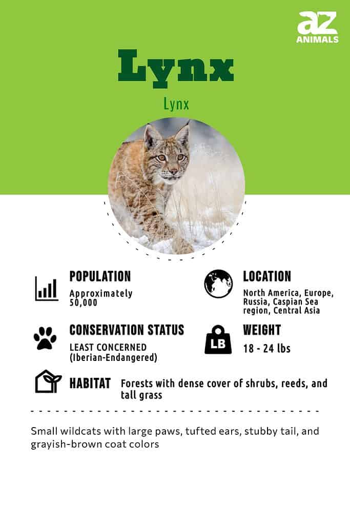 Lynx Fact Sheet, Blog, Nature