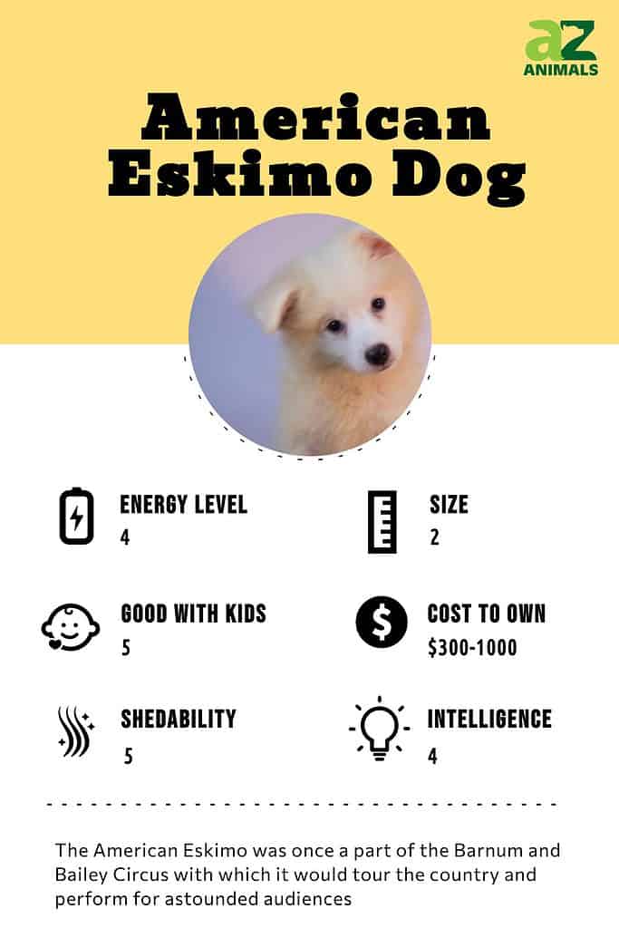 American Eskimo Dog Infographic