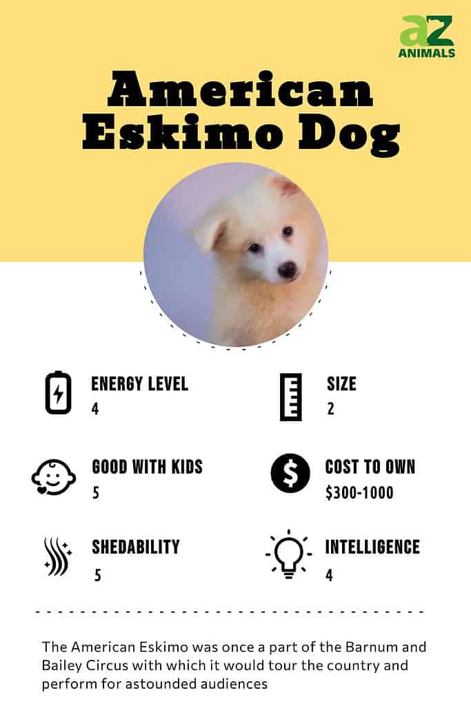 Best diet for on sale american eskimo dog