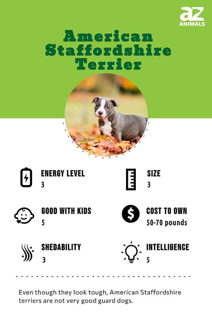American Staffordshire Terrier infographic