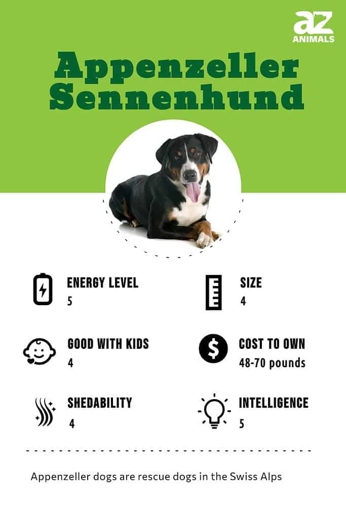Appenzeller Sennenhund Infographic
