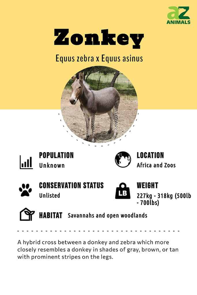 donkey zebra horse