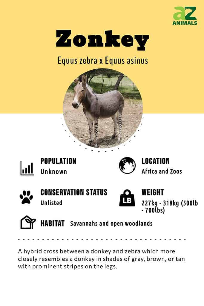 Zonkey Animal Facts, Zebroid, Zedonk