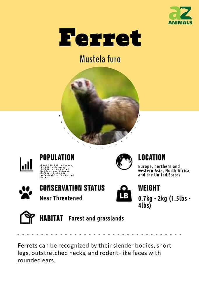 Ferret Animal Facts | Mustela furo - AZ Animals