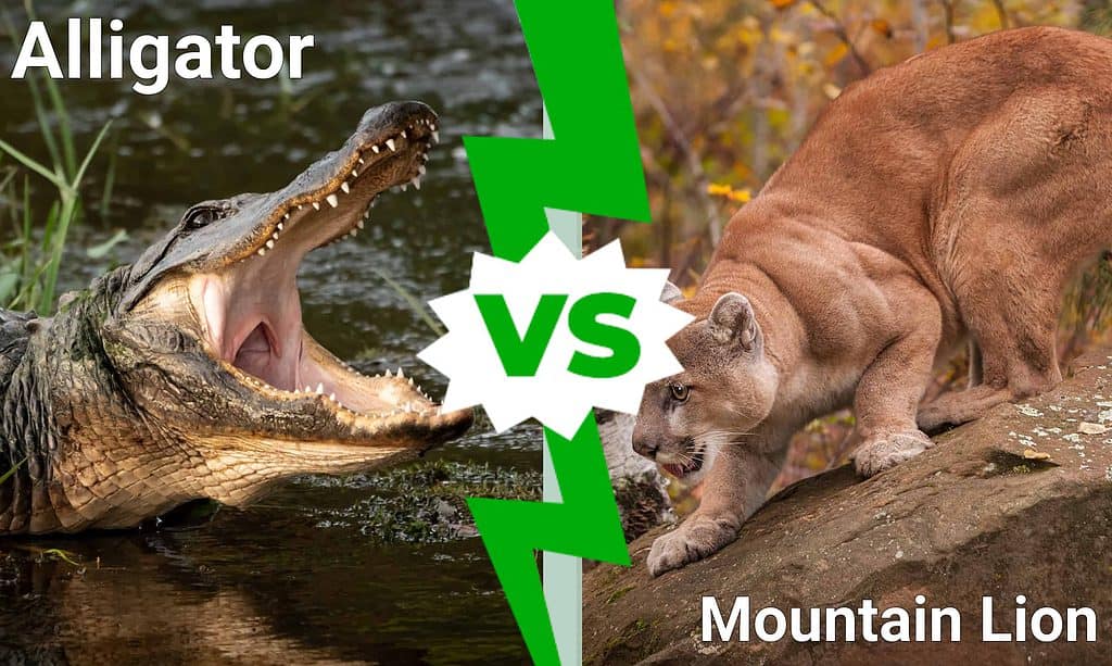 Alligator contre Mountain Lion