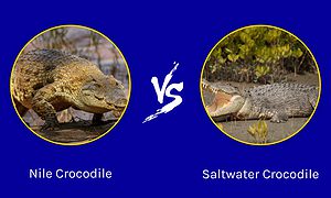 Epic Battles: The Largest Nile Crocodile Ever vs. a Saltwater Crocodile Picture