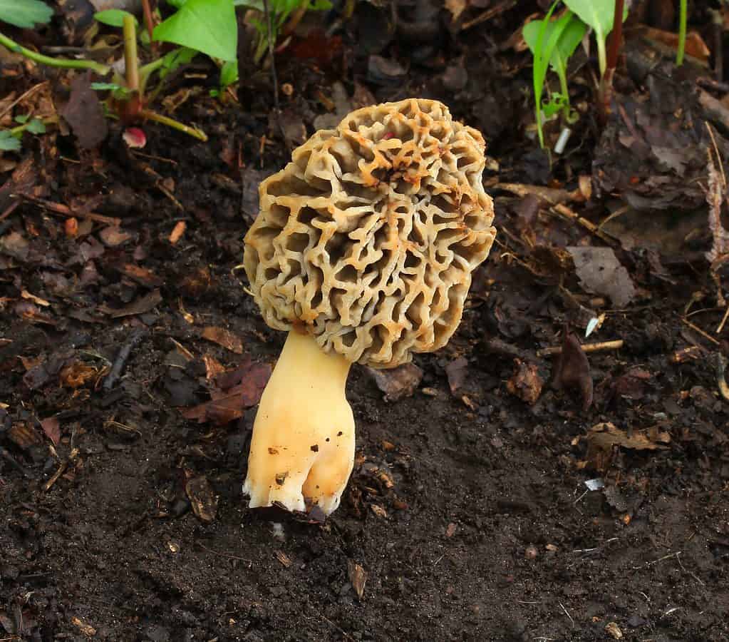 Morchella esculentoides