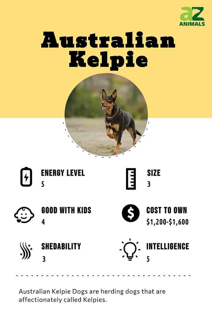 Australian Kelpie Infographic