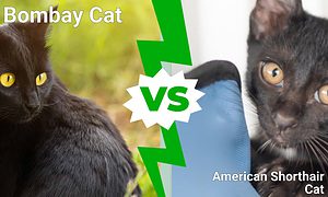 Bombay Cat vs. American Shorthair Cat Picture