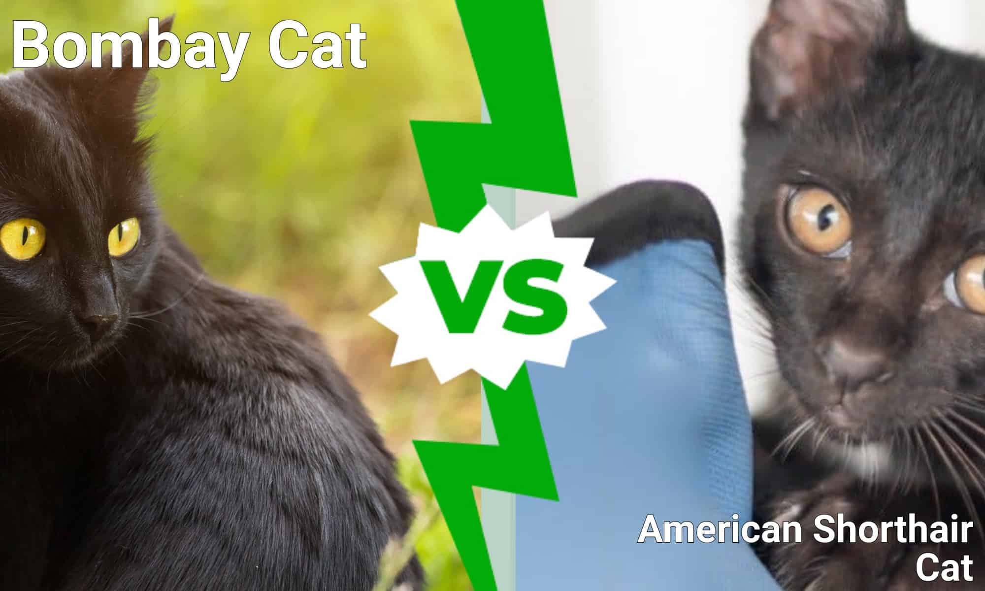 Bombay Cat vs. American Shorthair Cat