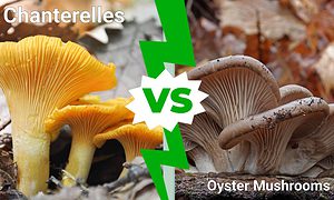 Chanterelles vs. Oyster Mushrooms Picture