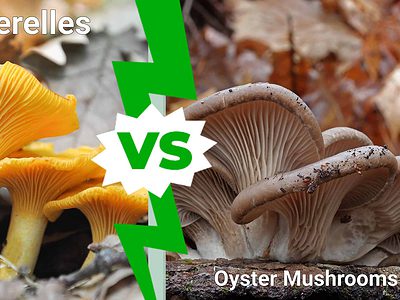 A Chanterelles vs. Oyster Mushrooms