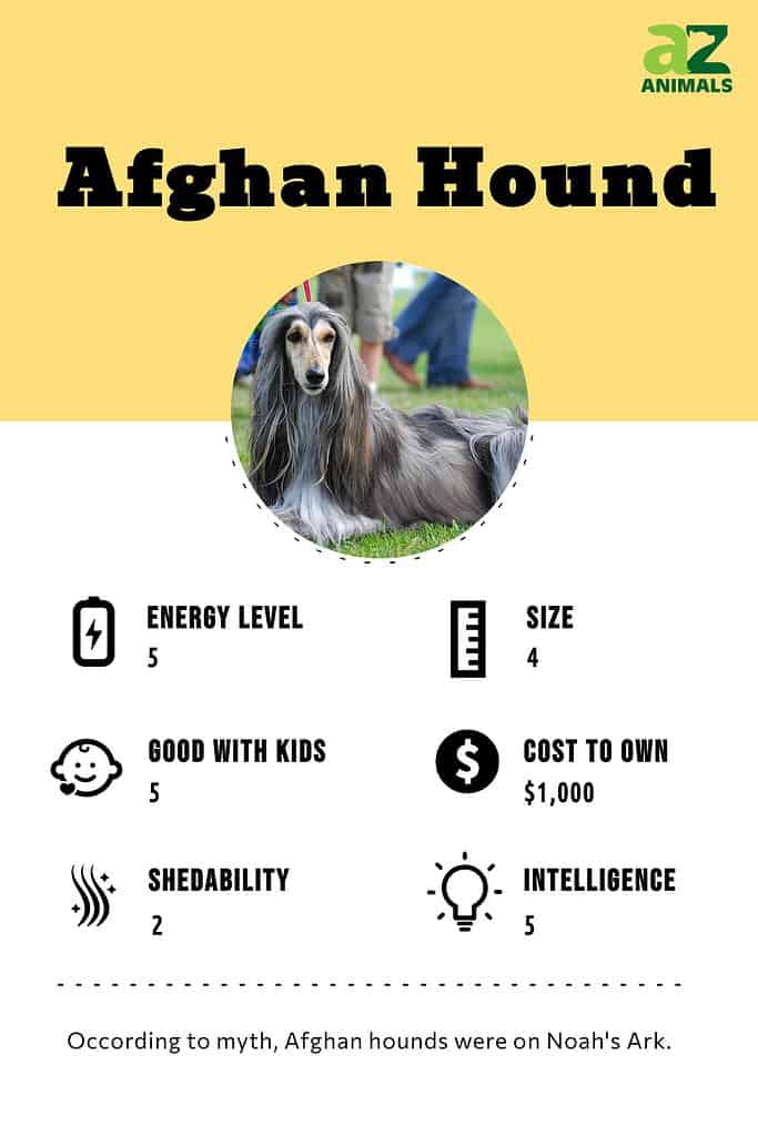 Afghan Hound infographic