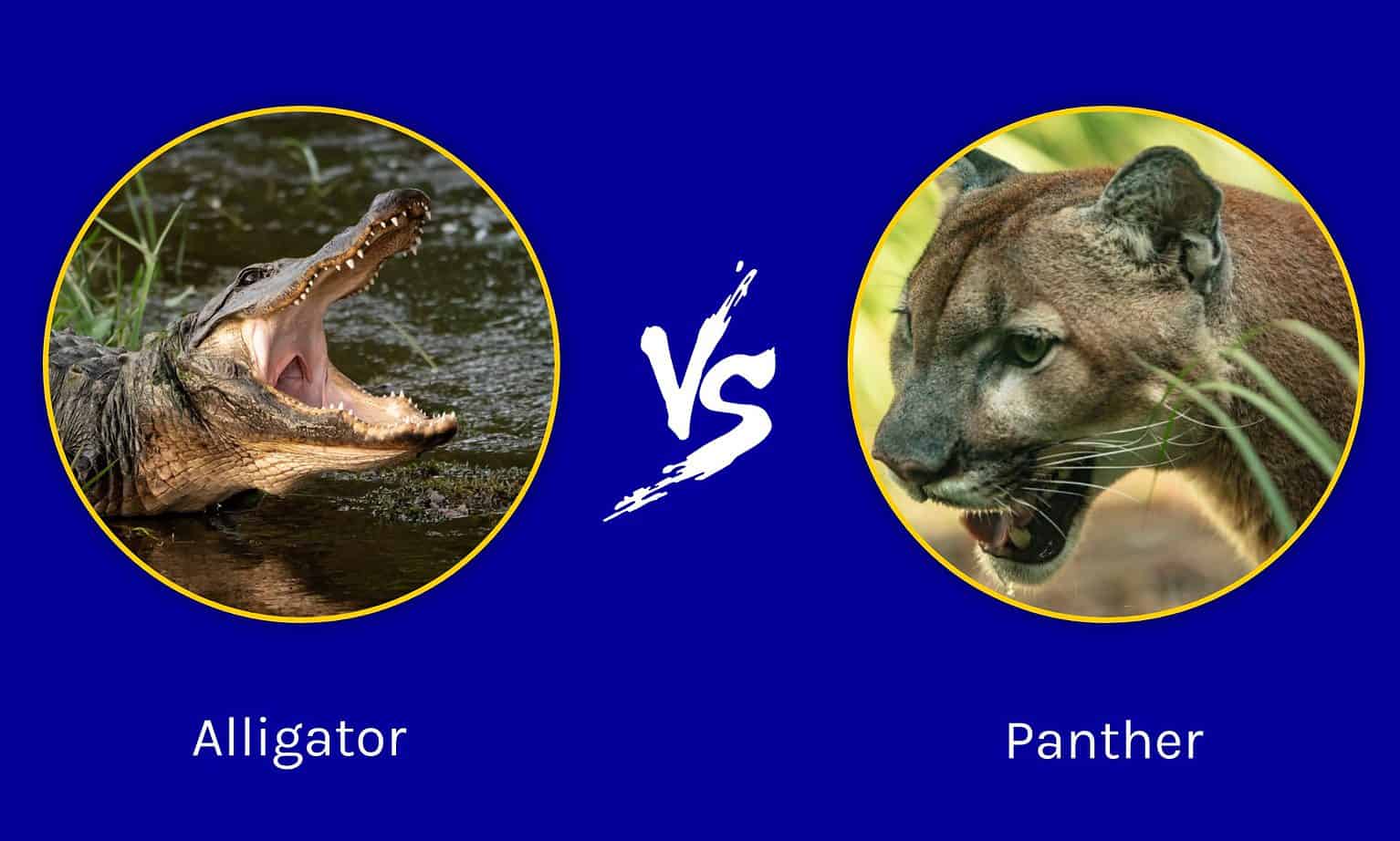 Florida Showdown: Who Emerges Victorious in an Alligator vs. Panther