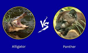 Florida Showdown: Who Emerges Victorious in an Alligator vs. Panther Battle? Picture